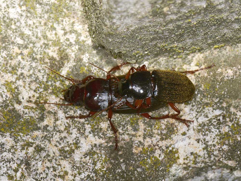 Coppia Pseudoophonus rufipes (Carabidae)